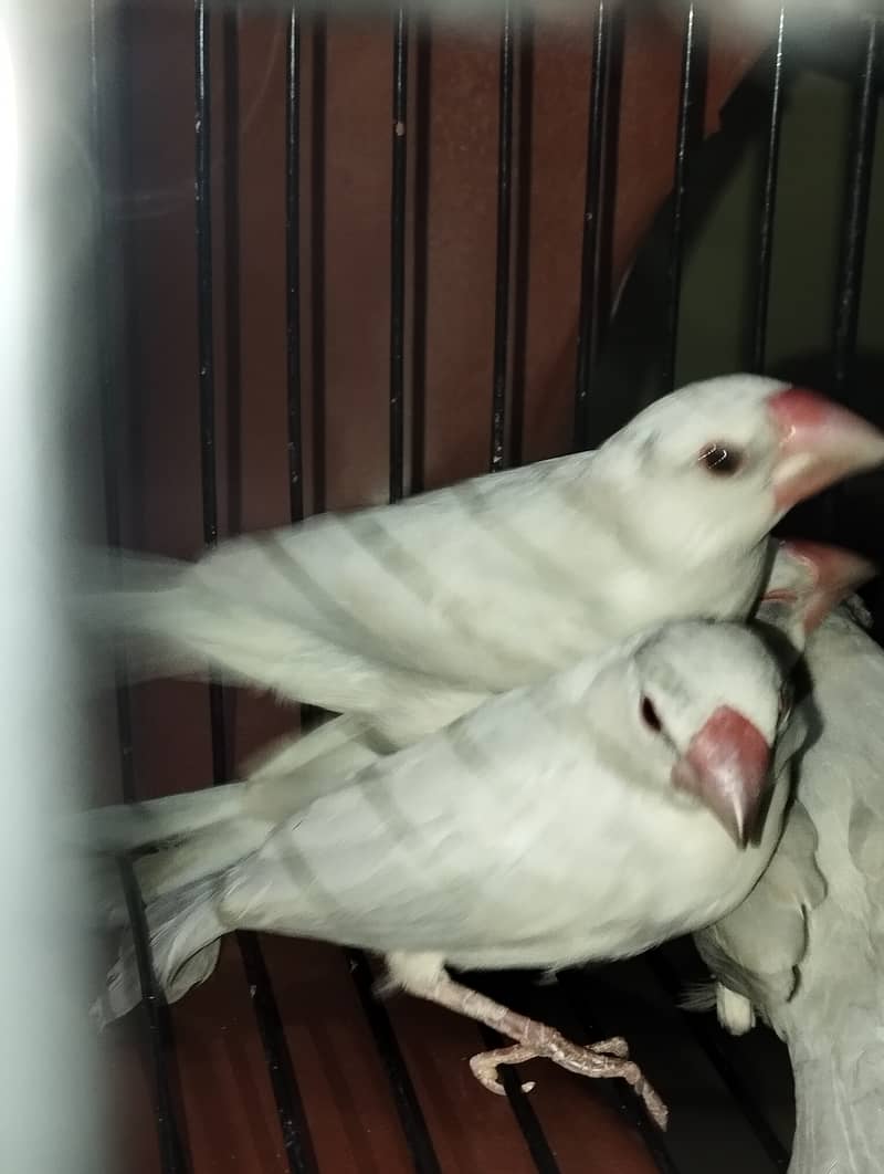 Java Bird Chicks (Silver, Gray, White) & Breeder Pairs for Sale 1