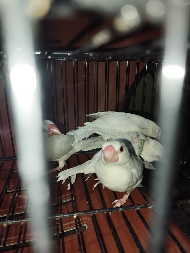 Java Bird Chicks (Silver, Gray, White) & Breeder Pairs for Sale 2