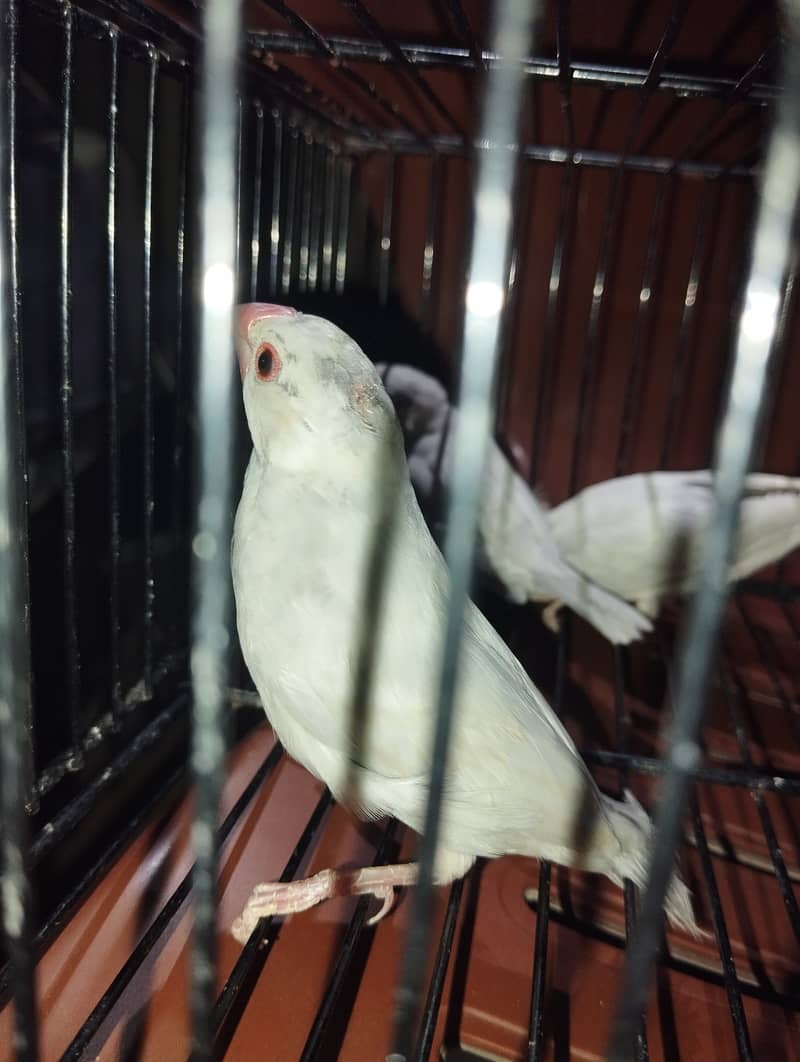 Java Bird Chicks (Silver, Gray, White) & Breeder Pairs for Sale 3