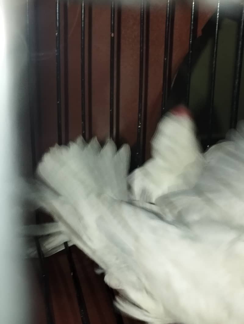 Java Bird Chicks (Silver, Gray, White) & Breeder Pairs for Sale 4