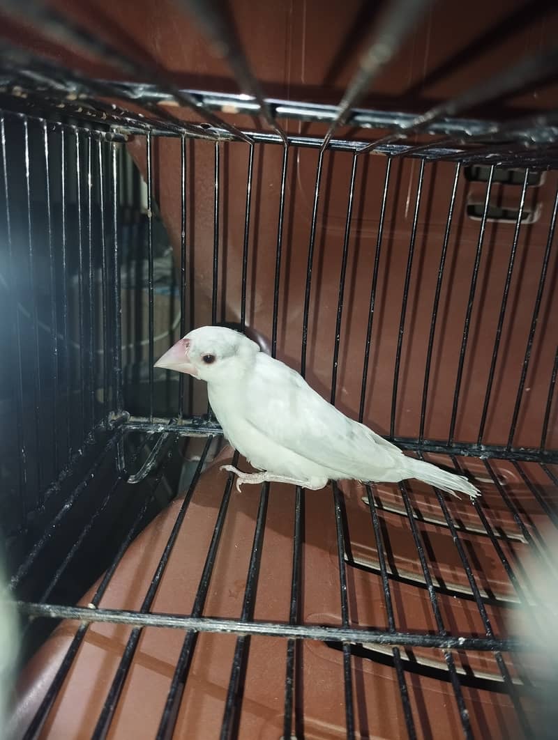 Java Bird Chicks (Silver, Gray, White) & Breeder Pairs for Sale 5