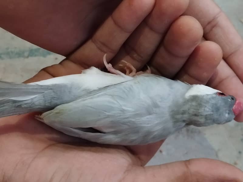 Java Bird Chicks (Silver, Gray, White) & Breeder Pairs for Sale 10