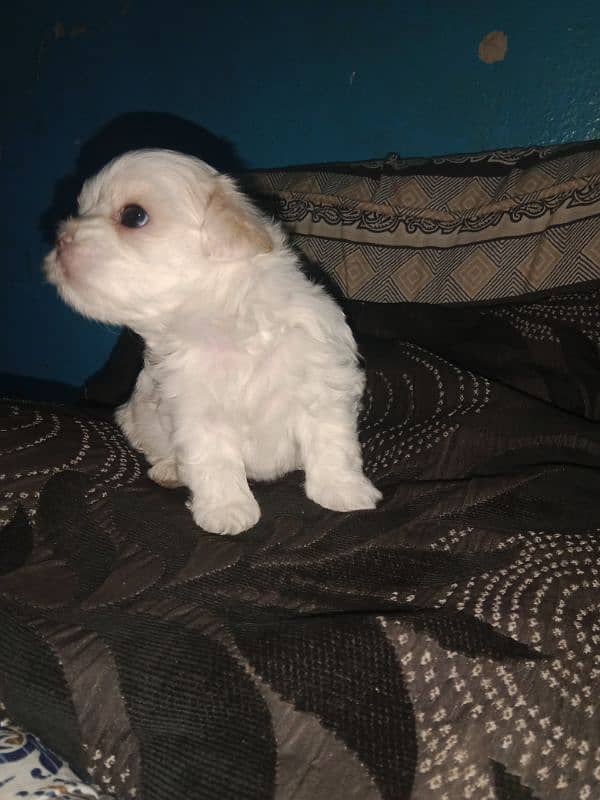 Shihtzu toy breed ready to new home pedigree line puppies available 0