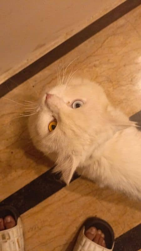 Blue & Golden Eyes Pure White Persian Cat 0