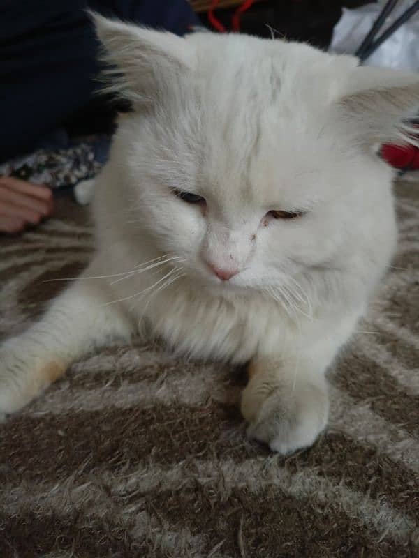 Blue & Golden Eyes Pure White Persian Cat 1