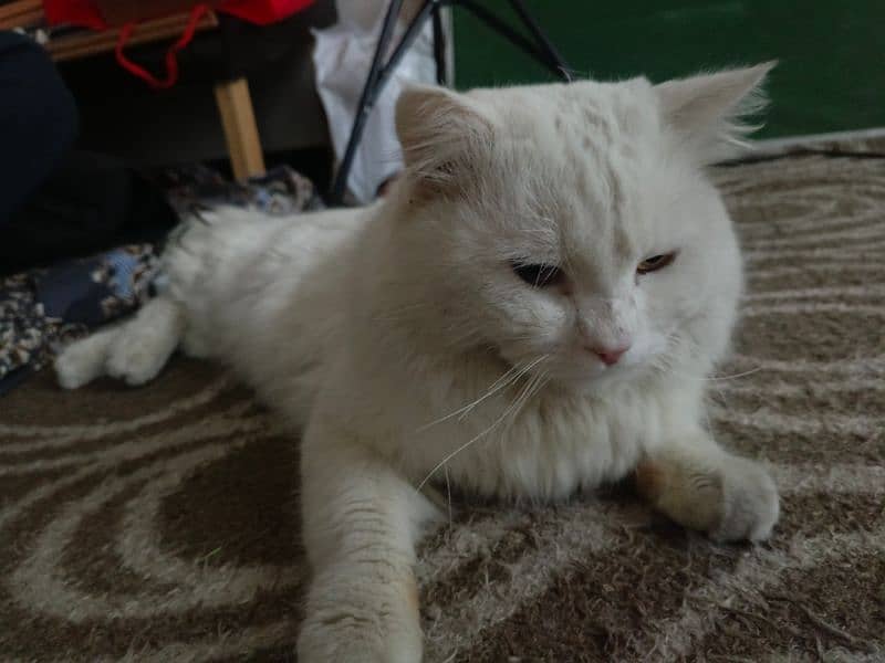 Blue & Golden Eyes Pure White Persian Cat 2