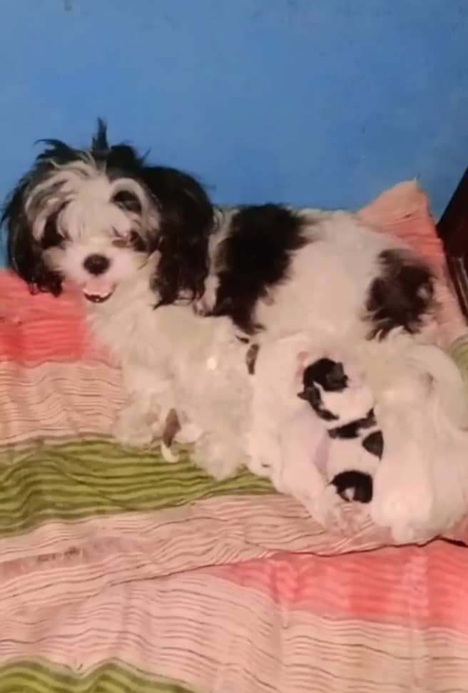 shihtzu playfull toy breed healthy and active puppies 0