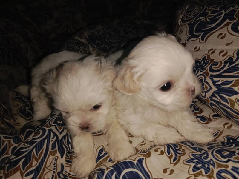 shihtzu playfull toy breed healthy and active puppies 12