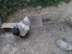 silver laced wyandotte male