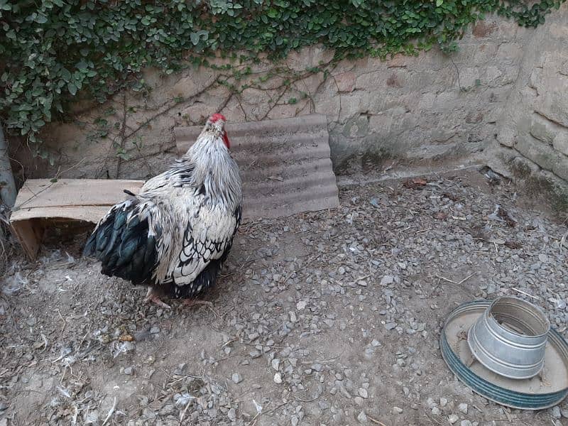 silver laced wyandotte male 0