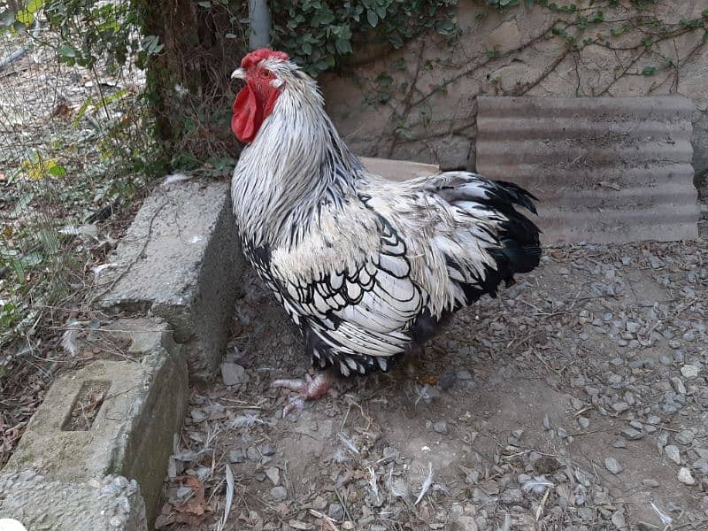 silver laced wyandotte male 1