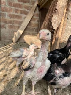 THaii chicks and shamo chicks available