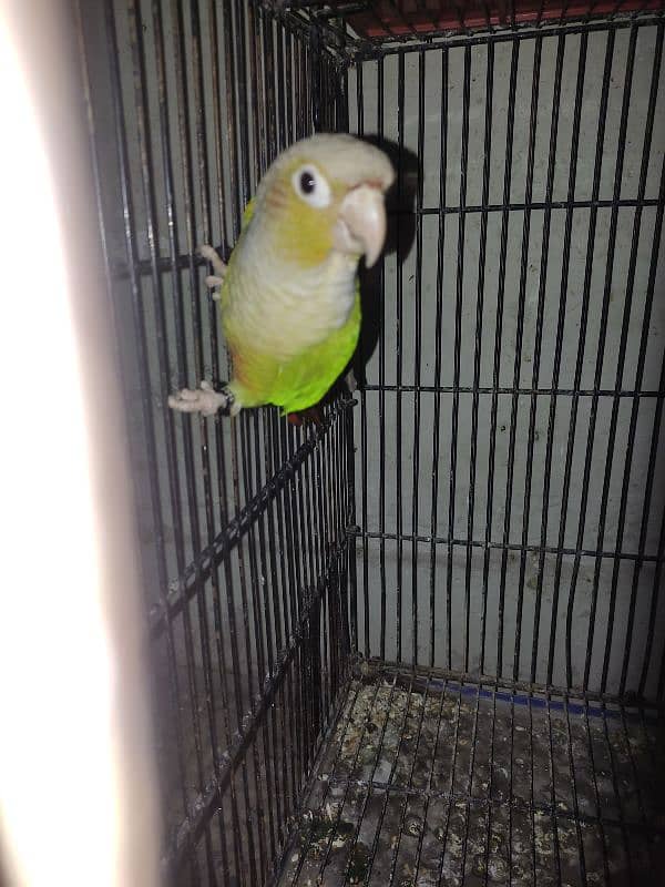 Male Conure 1