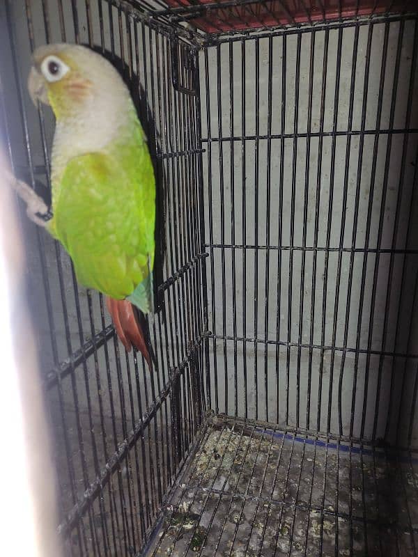 Male Conure 2