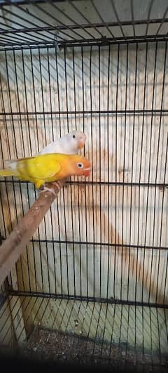 lovebirds/ albino/ ino lutino/ ino parblue/ ino