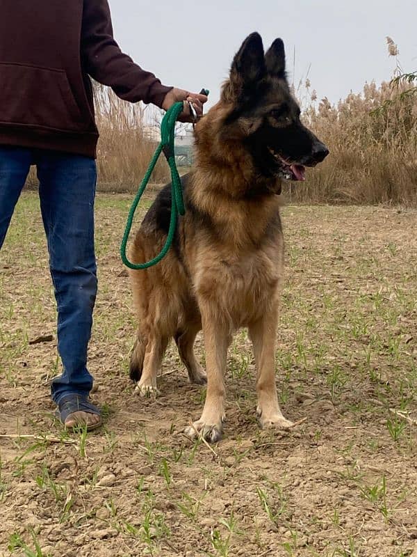 german shefered breeder female. whstapp. 03451526063 1