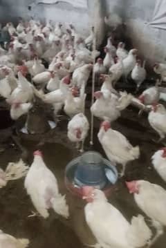 white layer hen 1 year 8 month age 70% egg per peace