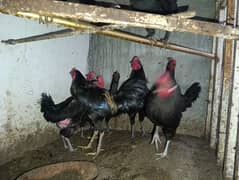 Australorp breeder and egg layers