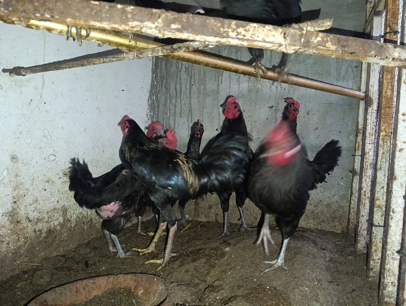 Australorp breeder and egg layers 0