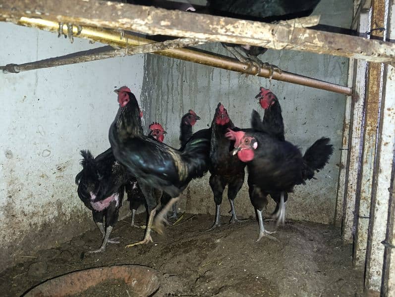 Australorp breeder and egg layers 1