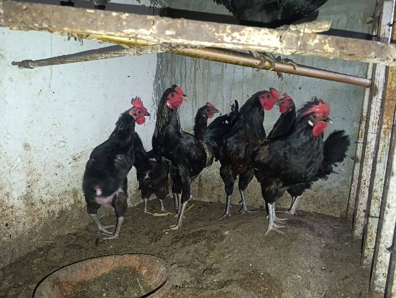 Australorp breeder and egg layers 2