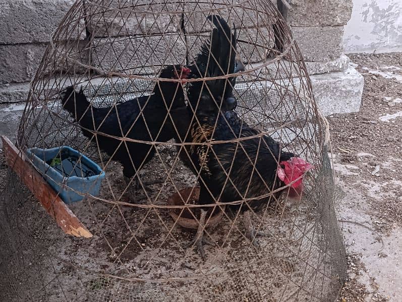 Australorp breeder and egg layers 3