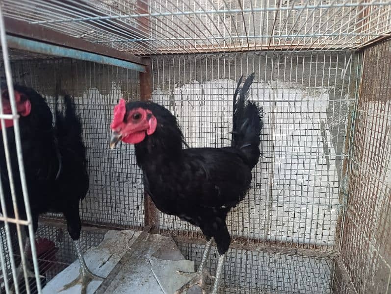 Australorp breeder and egg layers 4