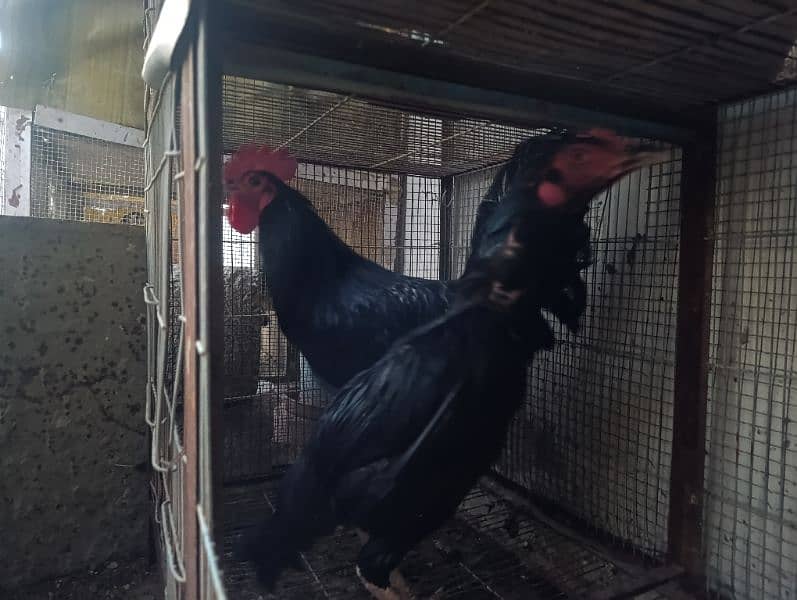 Australorp breeder and egg layers 7