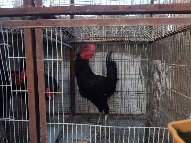 Australorp breeder and egg layers 8