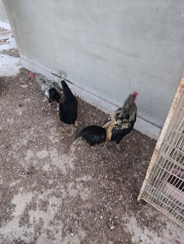 Australorp breeder and egg layers 9