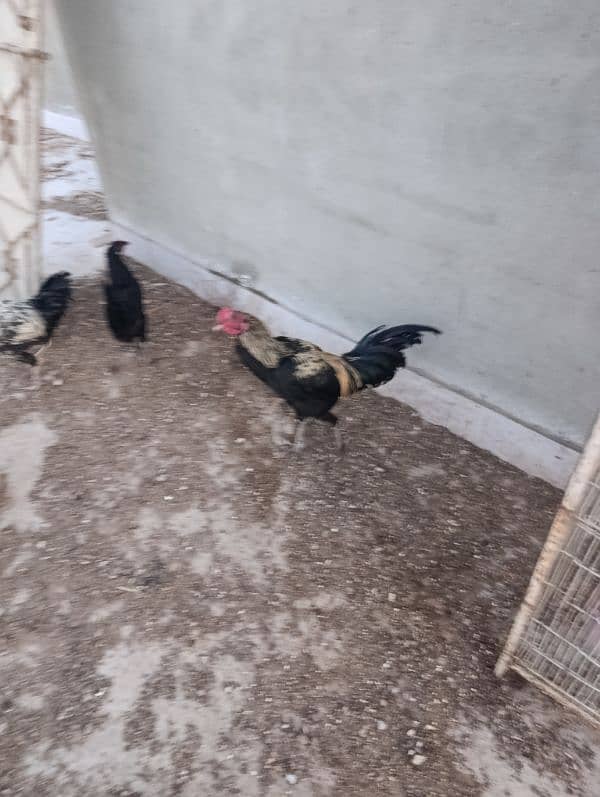 Australorp breeder and egg layers 10