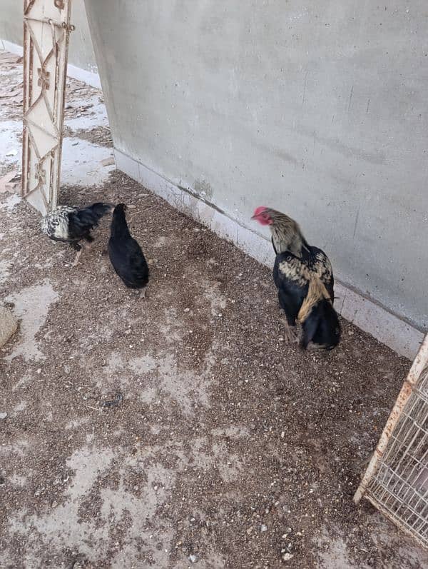 Australorp breeder and egg layers 11