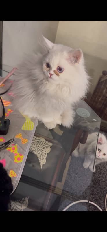 Persian cats 1