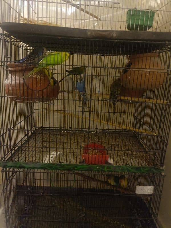 Austailan parrots 4pairs 0