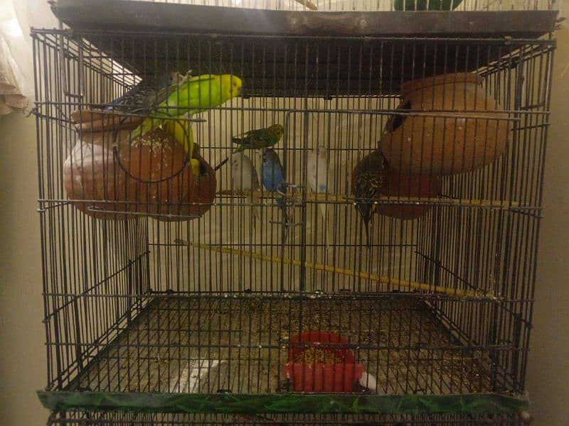 Austailan parrots 4pairs 1