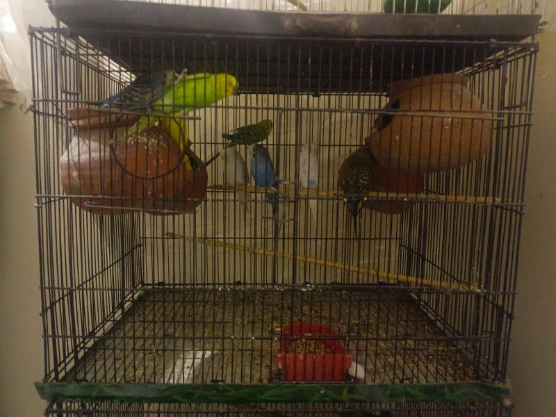 Austailan parrots 4pairs 2