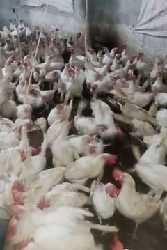 white layer hen 1 year 8 month age 70% egg per peace only contact