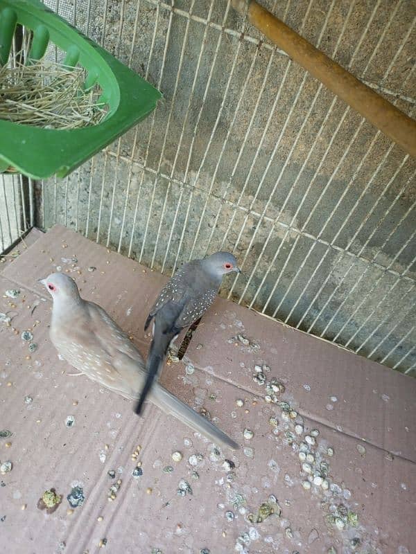 Doves 9