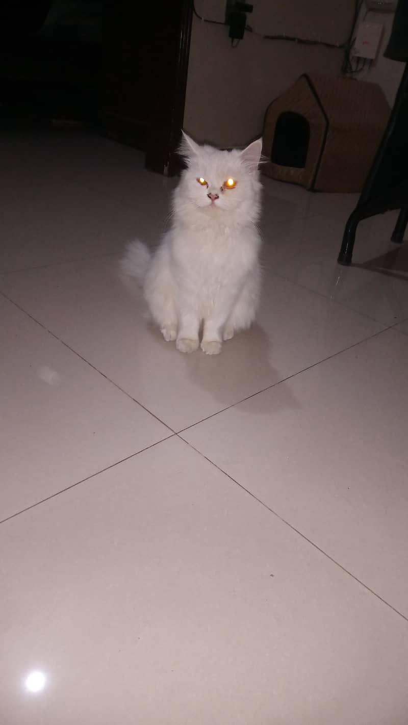 Peke/piki female cat for sale 0