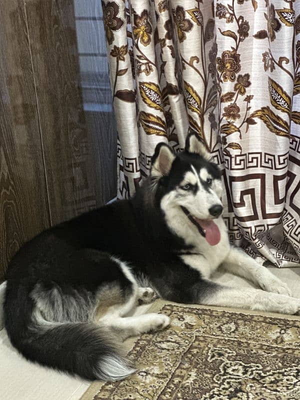 I am selling my Siberian Husky 0