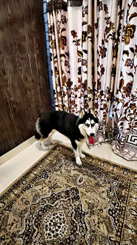 I am selling my Siberian Husky 1