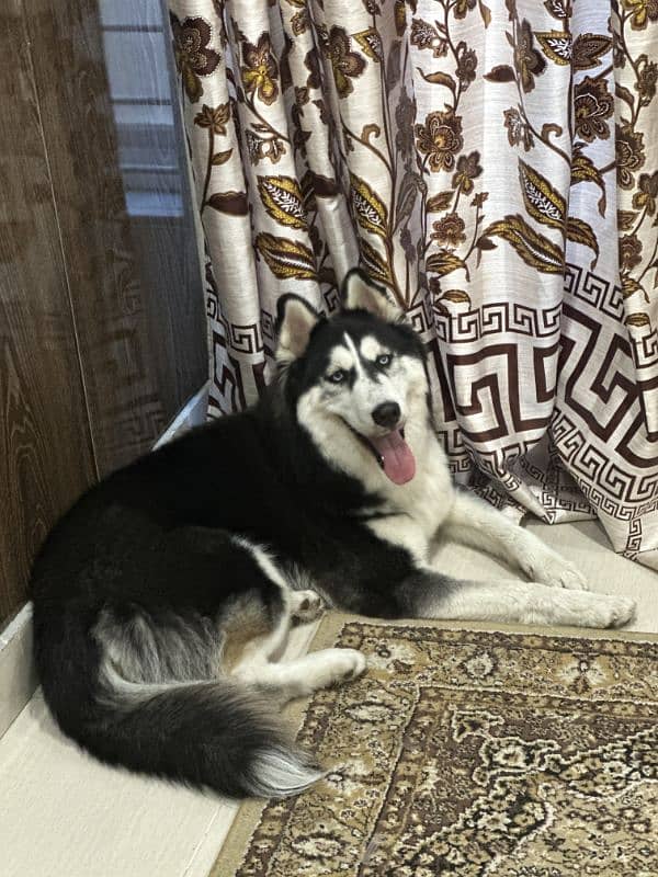 I am selling my Siberian Husky 2