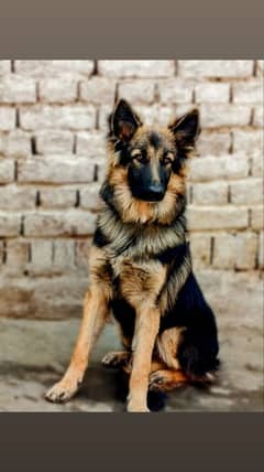 longcoat German shepherd