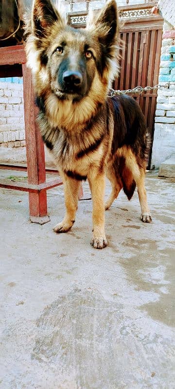 longcoat German shepherd 1