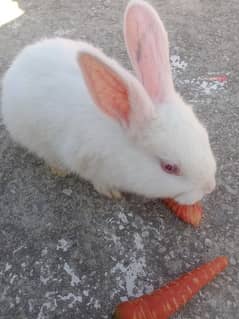 Newziland white Rabbit Bunnies for sale