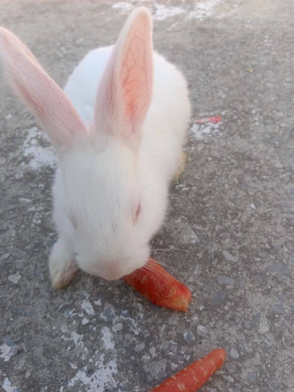 Newziland white Rabbit Bunnies for sale 1