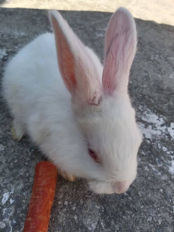 Newziland white Rabbit Bunnies for sale 2