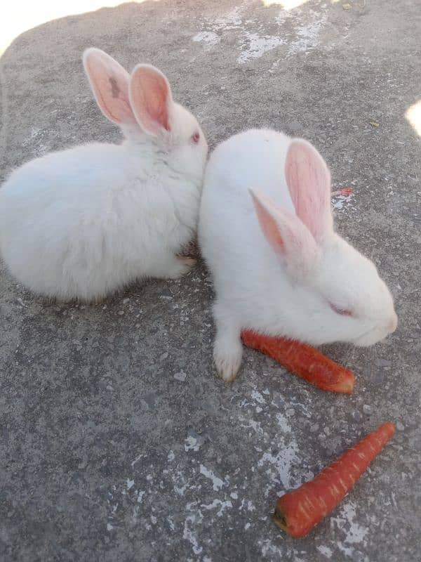 Newziland white Rabbit Bunnies for sale 3