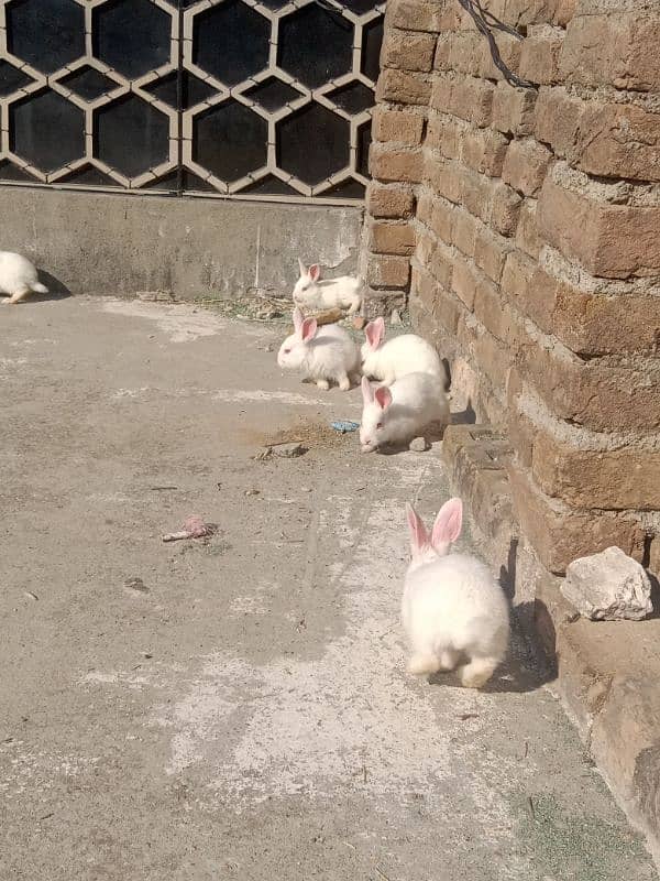 Newziland white Rabbit Bunnies for sale 4