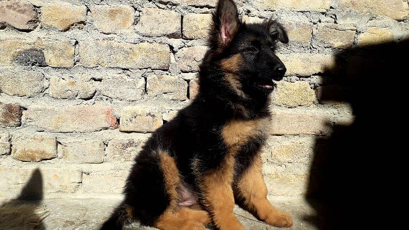 selling a german shepherd Long coat Female 0